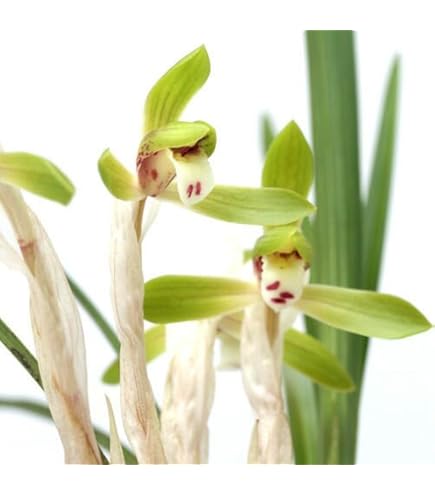 Amazon.co.jp: （山野草）フウラン（風蘭）原種系 2．5～3号（1